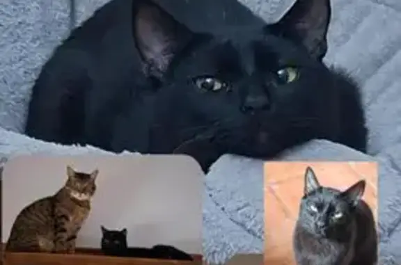 Perdido gato macho, Carretera San Isidro, 122, Las Palmas de Gran Canaria - joven y castrado - photo