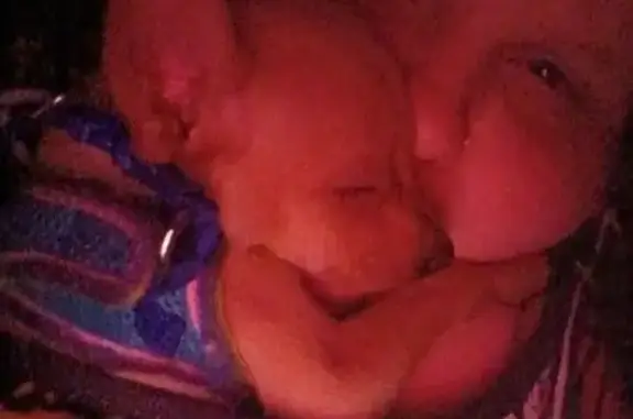 Lost dog, Cincinnati - male teacup Chihuahua, 12 weeks old - photo