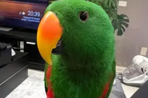 Lost Bird, Parer Road, 121, Moonee Valley - male Eclectus, green - photo