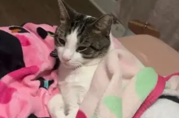 Lost cat, Stacy Place, 843, Rahway - male, neutered, microchipped - photo