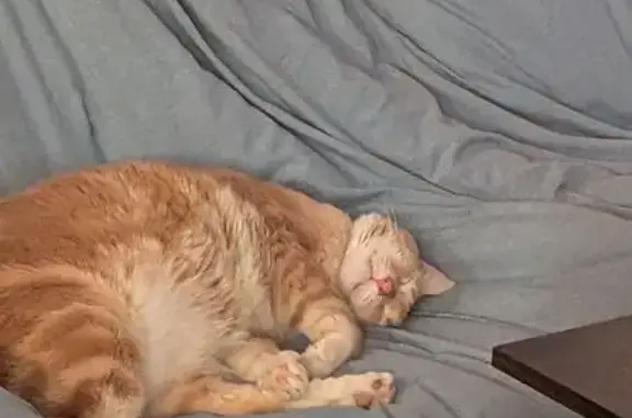 Missing cat Ocean Isle Beach, photo: Lost dog, Goose Creek Road Southwest, Brick Landing, Ocean Isle Beach - male, cream and white with a white chest patch