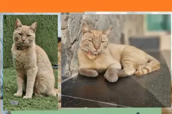 Perdido gato hembra, Calle Isabel Casañas, 19, Telde - con collar rosa y microchip - photo
