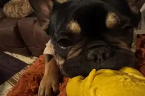 Lost dog, West Washington Avenue, 756, Jackson - female Frenchie - photo