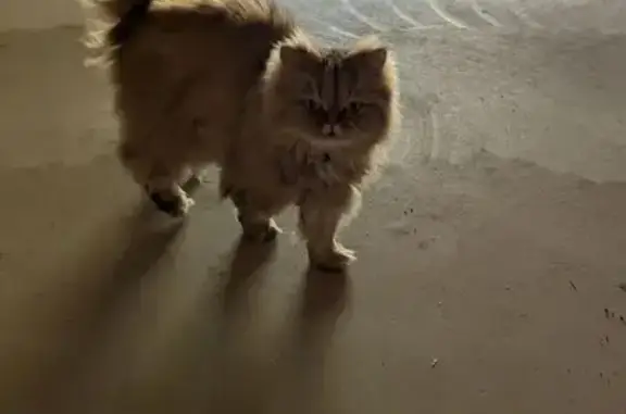 Missing cat Male, Coeur d'Alene (usl539356) - photo