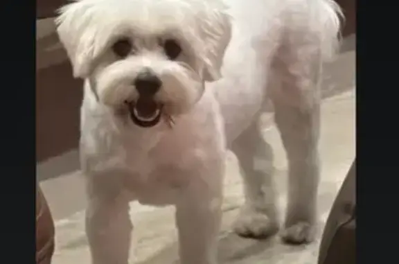 Lost pets Hougang, photo: Lost dog, Pasir Ris Road, 128, Hougang - male Maltipoo, 2.5 years old