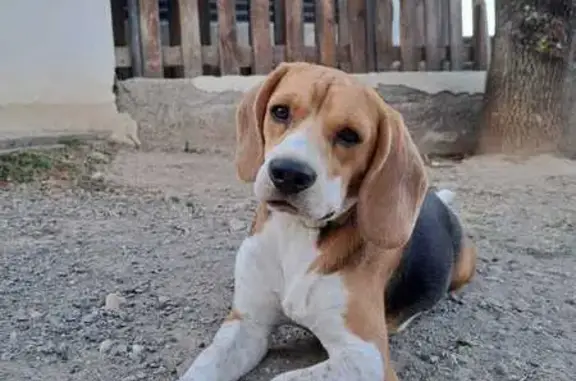 Perro encontrado Barcelona, foto: Perdido perro macho, Avinguda Vallserrat, 137, Sant Esteve Sesrovires, Barcelona - beagle tricolor de 4 años