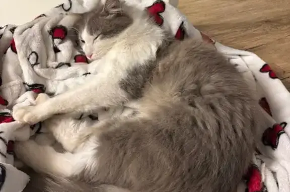 Perdu chat mâle, Lotissement les Muniers, 6, La Chapelle-de-Guinchay, Paris - très sociable - photo