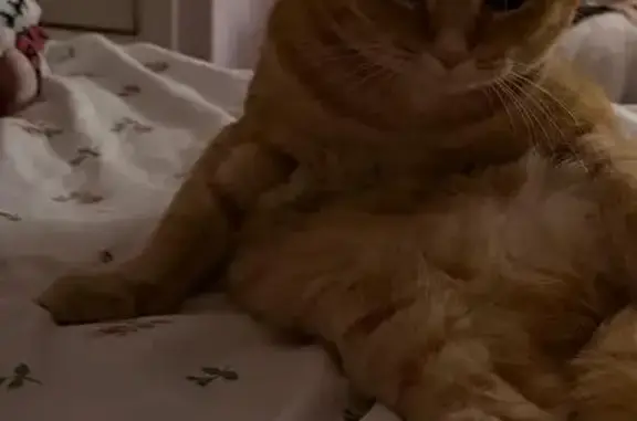 Missing cat East Ham, photo: Lost cat, Lonsdale Avenue, 398, East Ham - ginger female, microchipped