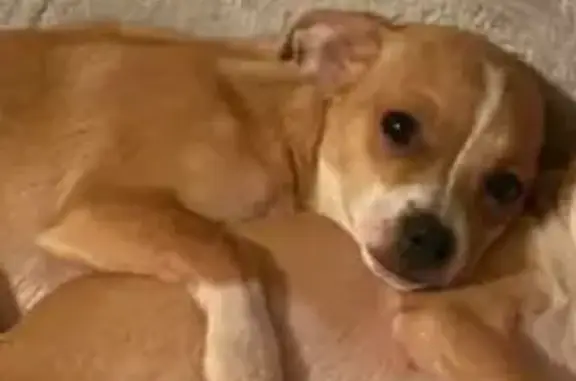 Lost pets Tucson, photo: Lost dog, East Speedway Boulevard, 3856, Tucson - male