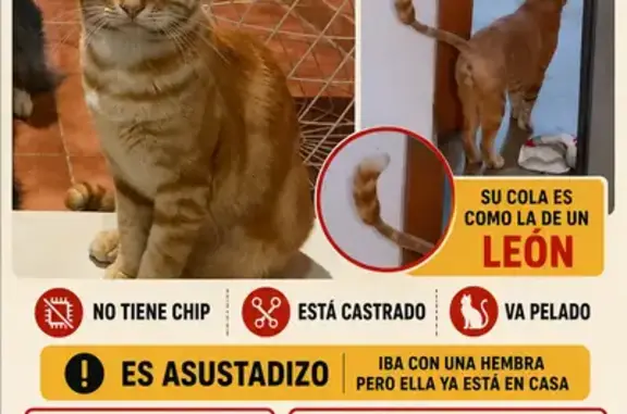 Perdidos gatos hembra, Molina de Segura — están pelados y asustados - photo