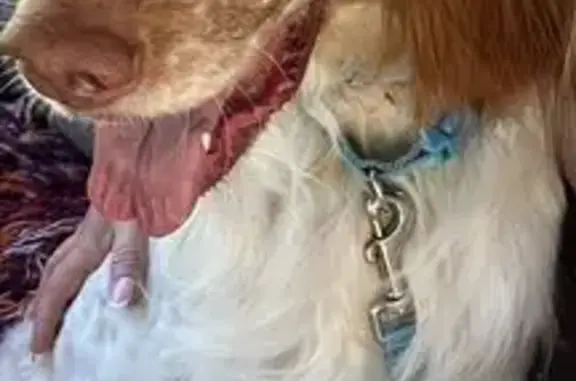Perdido perro hembra, Casinos, Manises, con chip y collar azul - photo