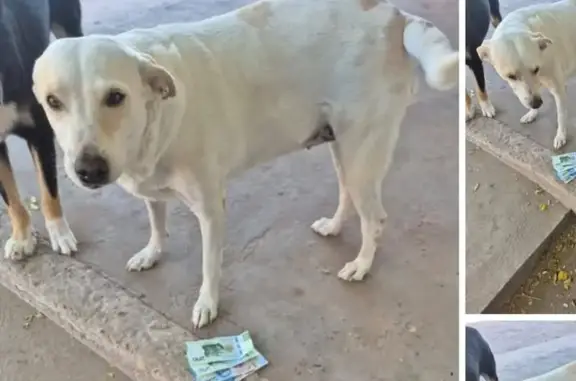Perdido perro hembra, Heriberto Valdez Romero, 154, Compuertas, Los Mochis - blanca, robusta, con manchitas café - photo