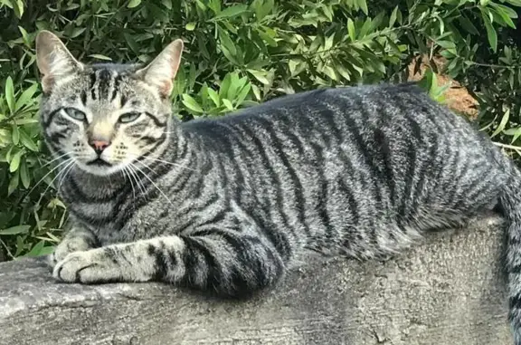 Lost cat, Outer West Durban, T...