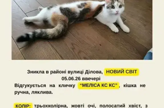 Зникла кішка, Ділова вулиця, 3, Тернопіль — трьохколірна, з полосатим хвостом - photo