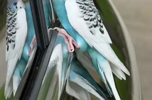 Found pets Dallas, photo: Found bird, Westlake Avenue, 6912, Dallas - male budgie parakeet, bright aqua blue