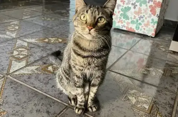 Perdido gato fêmea, Rua Pedro Giarola, 128 - gata castrada - photo
