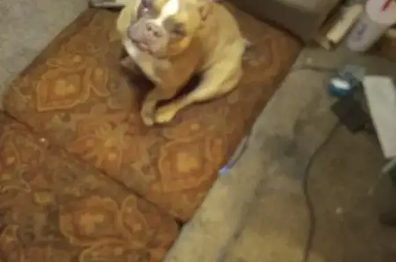 Lost dog, South 2nd Avenue, 902, Phoenix - female, brown with a white stripe on her face - photo