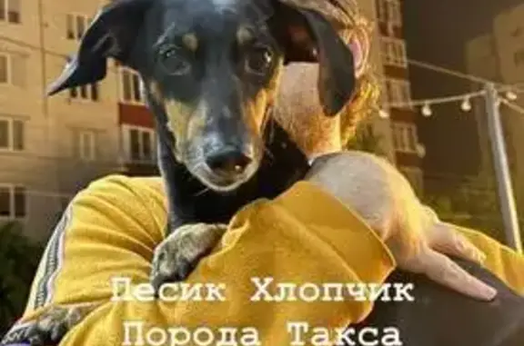 Знайдено собаку Хмельницький, фото: Знайдена собака, Зарічанська вулиця, 57/1, Хмельницький — схожий на таксу або ягтер’єра, дорослий пес