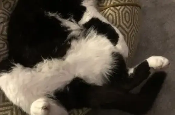 Lost cat, Langham Grove, Sale, Timperley - very friendly, microchipped - photo