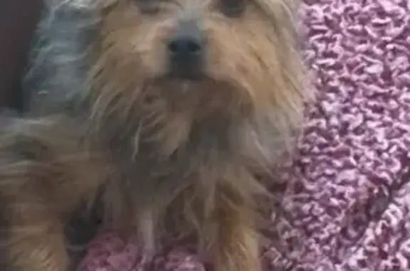 Missing dog Columbus, photo: Lost dog, Columbus, Georgia - male yorkie