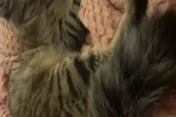 Lost pets Perth, photo: Lost cat, Wright Street, 6, Vincent, Perth - male