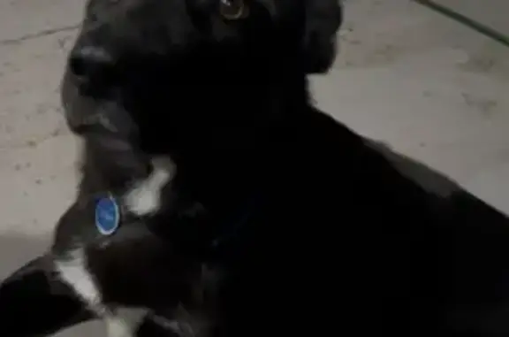 Missing dog Lyndhurst, photo: Lost dog, Quist Parade, Casey City, Lyndhurst - dark coat with some white under his belly