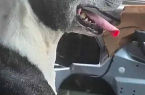 Missing dog Brimbank, photo: Lost dog, Islington Place, 6, Melton, Brimbank - male