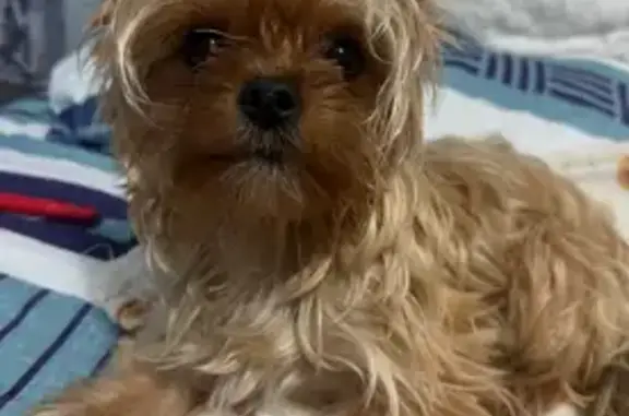 Lost dog, West 20th Avenue, 5625, Hialeah - photo