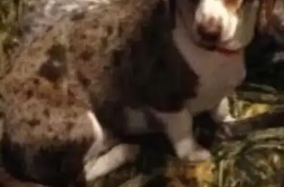 Lost dog, 156th Street Northwest, 6855, Cass Lake - male Dachshund, 15 years old - photo