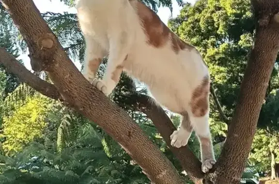 Lost pets Brighton, photo: Lost cat, Keane Court, Onkaparinga, Brighton — male, ginger striped, collar and bell