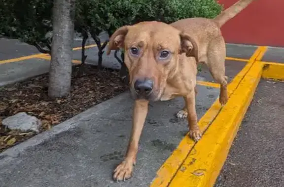 Encontrado perro macho, Ciudad...