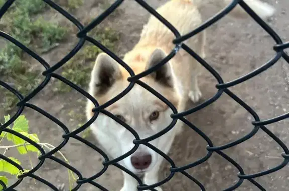 Found dog Lodi, photo: Found dog, female, East Harney Lane, 810, Lodi - wearing a collar