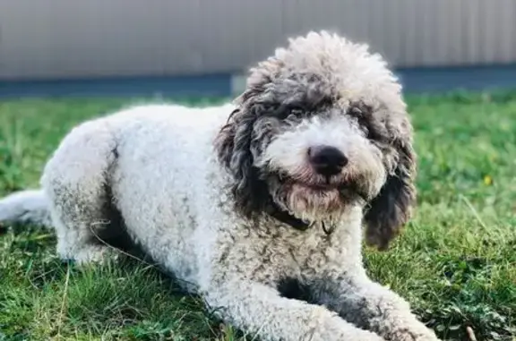 Chien perdu mâle, Saint-Sornin, Marseille - Lagotto Romagnolo beige avec taches marrons - photo