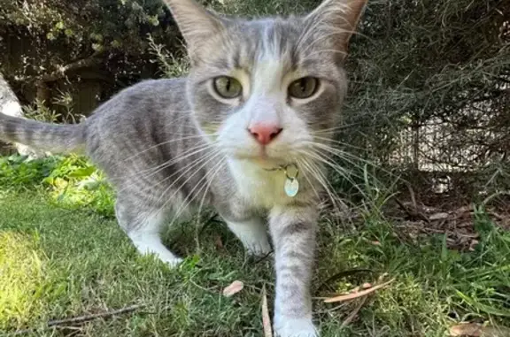 Lost cat, Charles Sturt, West Torrens - male, light grey tabby - photo