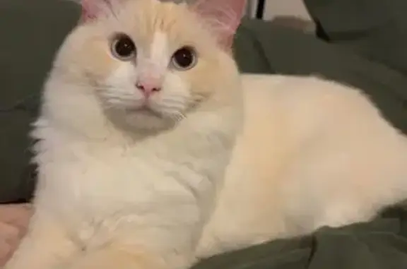 Lost cat, Ocean Parade, The Entrance - male, blue eyes - photo