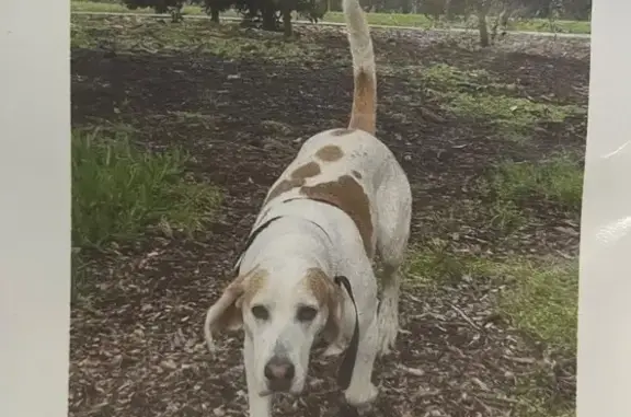 Missing dog Female, Newcastle (al496524) - photo