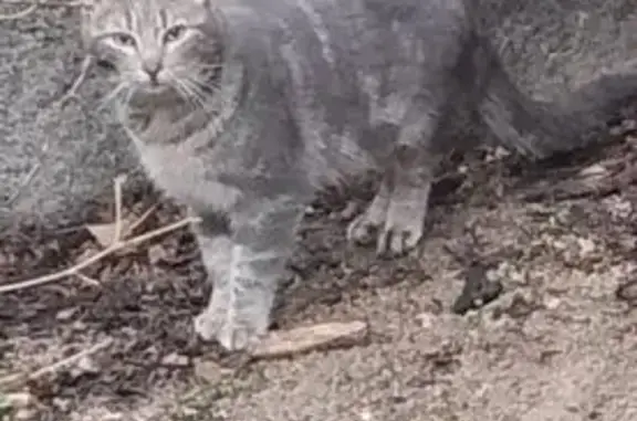 Encontrado gato macho, Plaza M...