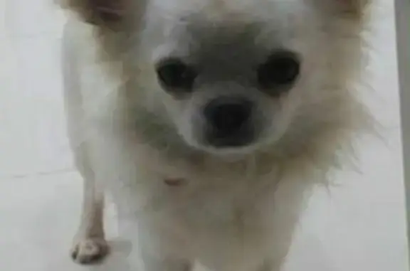 Perro perdido, Algeciras, Andalucía, Sevilla - macho chihuahua blanco - photo
