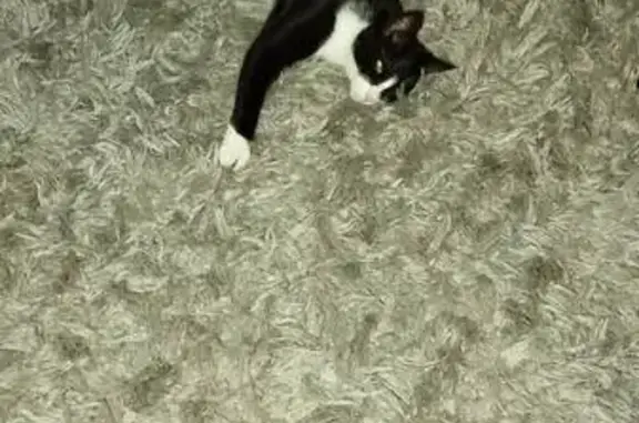 Perdido gato masculino en Pepino, Latina - grandecito, negro con blanco - photo