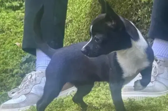 Perdida perra hembra, Partida Carrichal, 4, La Vila Joiosa, Villajoyosa - chihuahua negro con zonas blancas - photo