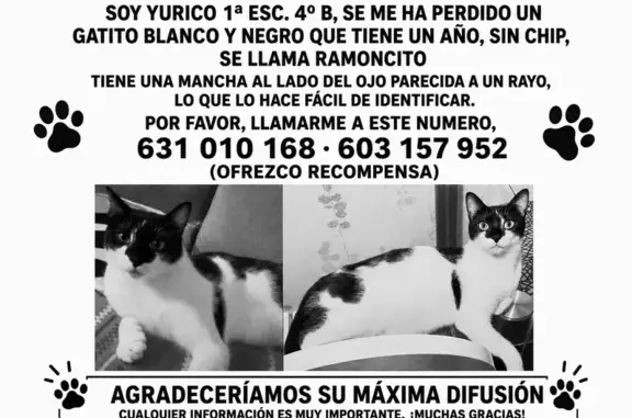Búsqueda de mascotas, foto: Perdido gato masculino, Avenida de Canillejas a Vicálvaro, 135, San Blas-Canillejas — blanco con negro, rayo blanco en la frente