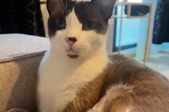 Búsqueda de mascotas, foto: Perdido gato hembra, Paseo de Guadalajara, 5, San Sebastián de los Reyes, Pozuelo de Alarcon - cuerpo marrón grisáceo