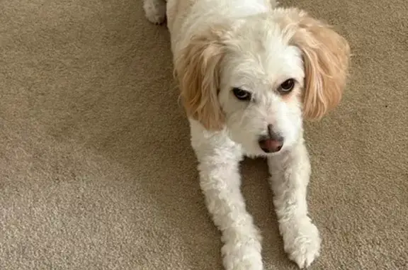 White, light brown patched, fluffy tail, has collar with phone numbers, registered