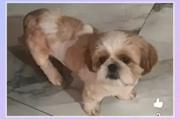 Perdido cachorro fêmea, Rua Jandira Del Coli Coelho, 331 - dócil e cansava fácil - photo