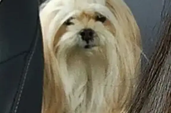 Perdido cachorro fêmea, Rua dos Morangueiros, 24 — idosa de 11 anos, pelo claro e longo - photo