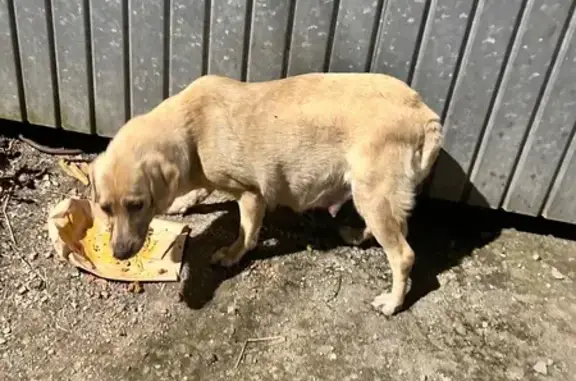 Encontrado cachorro fêmea, Rua...