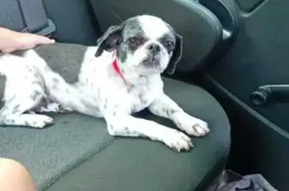 Perdido cachorro fêmea, Rua Mauro, 320 — shih tzu preta e branca, 6 anos - photo