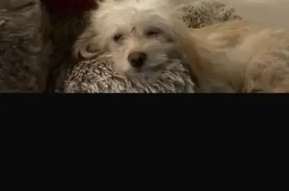Lost dog, Ivey Road, 8774, Jacksonville - female apricot poodle mix - photo