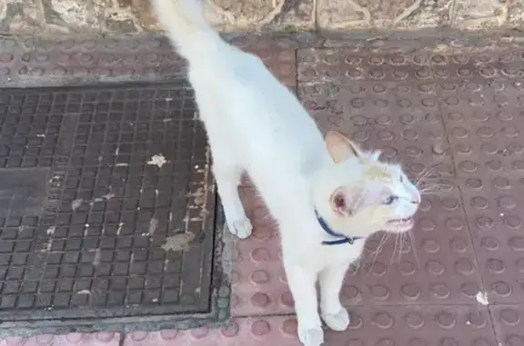 Gatos perdidos, Almeria, foto: Perdido gato masculino, Plaza S-Rt1, 13, Huércal de Almería, Almeria - ojos azules, collar azul marino