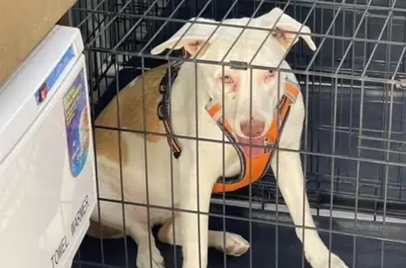 Perdido perro hembra, Mexicali, Baja California — sorda, esterilizada - photo